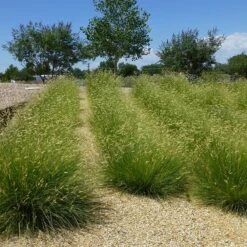 Blonde Ambition Blue Grama Grass -Plant Finder Shop bouteloua gracilis blonde ambition 3
