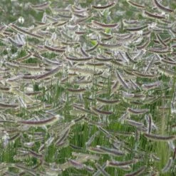 Zig Zag Blue Grama Grass -Plant Finder Shop bouteloua x zig zag close up of 1