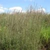 Grama Grass Collection