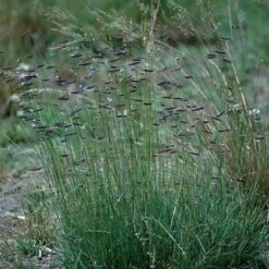 Hachita Blue Grama Grass Plugs 9 Hachita Blue Grama Grass Plugs -Plant Finder Shop bouteloua gracilis hachita3 1