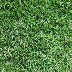 Legacy® Buffalo Grass Plugs -Plant Finder Shop buchloe dactyloides legacy sq