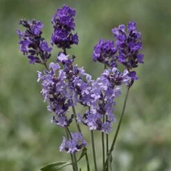Buena Vista English Lavender -Plant Finder Shop buena vista english lavender cutflowers