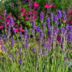 Buena Vista English Lavender -Plant Finder Shop buena vista english lavender wwg