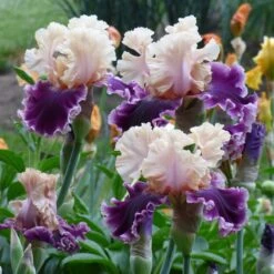 Desert Sky Bearded Iris Collection -Plant Finder Shop but darling sq