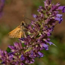 Blue Blazes Agastache -Plant Finder Shop butterfly on blue blazes hyssop