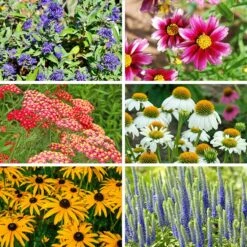 Butterfly Paradise Pre-Planned Cottage Garden 18 Butterfly Paradise Pre-Planned Cottage Garden -Plant Finder Shop butterfly collage