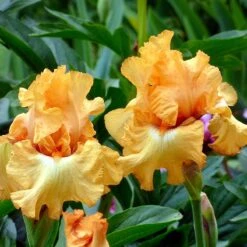 Desert Sky Bearded Iris Collection -Plant Finder Shop butterlicious sq