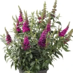 Buzz® Hot Raspberry Butterfly Bush (Buddleia) -Plant Finder Shop buzz hot raspberry butterfly bush buddleia container 1