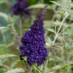 Buzz® Midnight Butterfly Bush (Buddleia) -Plant Finder Shop buzz midnight butterfly bush credit planthaven 2