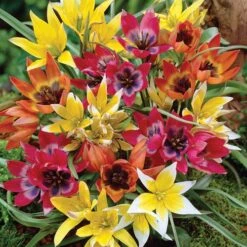 Wildflower Tulip Mix -Plant Finder Shop c0154 tulipa tarda mix