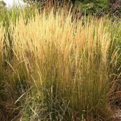 Summer Dreams Pre-Planned Garden -Plant Finder Shop calamagrostis acutiflora karl foerster grass 3 2