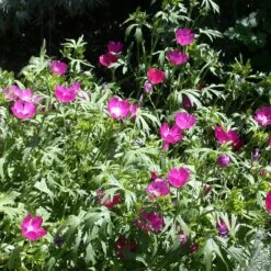 Purple Poppy Mallow (Callirhoe) -Plant Finder Shop callirhoe involucrata 2 2