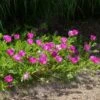 Purple Poppy Mallow (Callirhoe) -Plant Finder Shop callirhoe involucrata backlighting 3