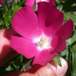 Purple Poppy Mallow (Callirhoe) -Plant Finder Shop callirhoe involucrata 1