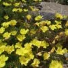 Sundrops (Calylophus) -Plant Finder Shop calylophus drummondii 1