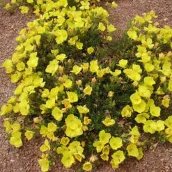 Sundrops (Calylophus) 7 Sundrops (Calylophus) -Plant Finder Shop calylophus drummondii 3