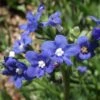 Cape Forget-Me-Not (Anchusa) -Plant Finder Shop cape forget me not 1