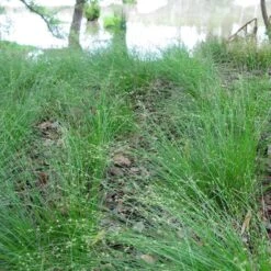 Appalachian Sedge -Plant Finder Shop carex appalachica hoffman cropped 3 1