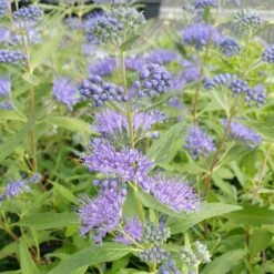 Plant Finder Shop -Plant Finder Shop caryopteris dark knight blue blooms shrub