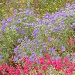 Dark Knight Caryopteris -Plant Finder Shop caryopteris dark knight bush