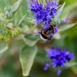 Plant Finder Shop -Plant Finder Shop caryopteris dark knight pollinator