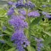 Dark Knight Caryopteris 1 Dark Knight Caryopteris -Plant Finder Shop caryopteris dark knight 2