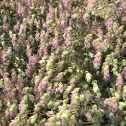 Cascading Hopflower Oregano -Plant Finder Shop cascading hopflower customer photo 5