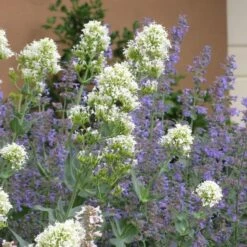 Summer Showstopper Pre-Planned Garden 17 Summer Showstopper Pre-Planned Garden -Plant Finder Shop centranthus ruber albus and nepeta 2