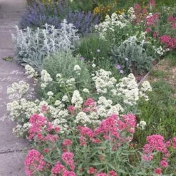 White Valerian (Centranthus) -Plant Finder Shop centranthus albus sq1