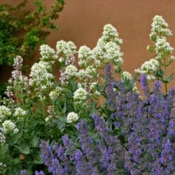 White Valerian (Centranthus) -Plant Finder Shop centranthus albus sq2
