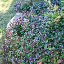 Quick Cover Collection -Plant Finder Shop ceratostigma plumbaginoides sq 1