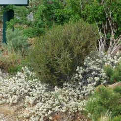 Pawnee Buttes® Sand Cherry (Prunus) -Plant Finder Shop cercocarpus intricatus 1