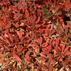 Pawnee Buttes® Sand Cherry (Prunus) -Plant Finder Shop cercocarpus intricatus 2