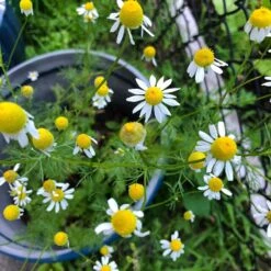 Alternative Lawn Wildflower Seed Mix -Plant Finder Shop chamomile potted