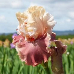 Plant Finder Shop -Plant Finder Shop champagne and strawberries bearded iris
