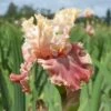 Champagne And Strawberries Bearded Iris -Plant Finder Shop champagne and strawberries bearded iris flowers