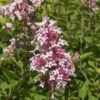 PINK ON REPEAT™ Littleleaf Lilac -Plant Finder Shop cheyenne littleleaf lilac 1