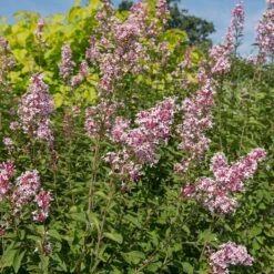 Plant Finder Shop -Plant Finder Shop cheyenne littleleaf lilac 2