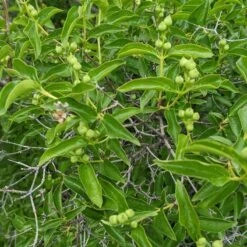 Cheyenne® Mock Orange -Plant Finder Shop cheyenne mock orange 4