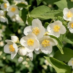Cheyenne® Mock Orange