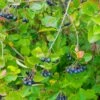 Viking Black Chokeberry (Aronia) -Plant Finder Shop chokeberry aronia melanocarpa viking cropped 2