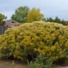 Habitat Shrub Collection For The West -Plant Finder Shop chrysothamnus nauseosus la plata