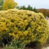 La Plata Silver Leaf Rabbitbrush (Chrysothamnus) -Plant Finder Shop chrysothamnus nauseosus la plata 2 4