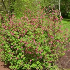 Claremont Flowering Currant (Ribes) -Plant Finder Shop claremont flowering currant 2 1