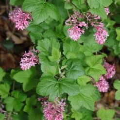 Claremont Flowering Currant (Ribes) -Plant Finder Shop claremont flowering currant 3 1