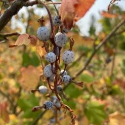 Claremont Flowering Currant (Ribes) -Plant Finder Shop claremont flowering currant 4 1