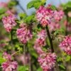 Claremont Flowering Currant (Ribes) 1 Claremont Flowering Currant (Ribes) -Plant Finder Shop claremont flowering currant ribes pink flowers 2