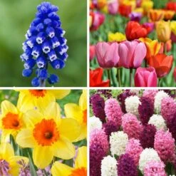 Classic Container Bulb Collection -Plant Finder Shop classic container bulb collection collage