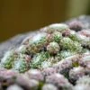 Rock Garden Collection -Plant Finder Shop cobwebs hens and chicks
