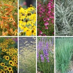 Colorado Perennial Collection -Plant Finder Shop colorado collection collage8 26 25